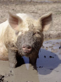 Close-up of Muddy Pig in Puddle Photographic Print by Ray Hendley