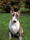 Bull Terrier Photographic Print by Henryk T. Kaiser