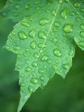 Raindrops on Leaf Photographie par Wallace Garrison