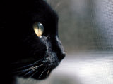 Black Cat Looking Out a Window Photographic Print by Robert Ginn