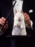 Magician Pulls Rabbit Out of Hat Photographic Print