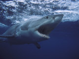 Grand requin blanc Photographie par Gerard Soury