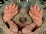 Long-Eared Hedgehogserinaceus Auritusmongolia Lámina fotográfica por Henry M. Mix