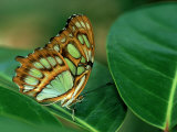 Malachite Butterfly, Siproeta Stelenes Photographic Print by Adam Jones