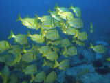 School of Tropical Fish Underwater Photographic Print by Steve Essig