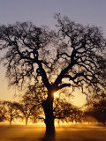 Old Tree with Curving Branches Lámina fotográfica Old Tree with Curving Branches Lámina fotográfica