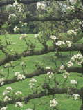 Pear, Espalier Trained Tree (Fruit Blossom) Lámina fotográfica por Mark Bolton Pear, Espalier Trained Tree (Fruit Blossom) Lámina fotográfica por Mark Bolton