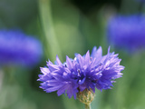 Centaurea Cyanus (Blue Cornflower), Close-up Photographie par Ruth Brown