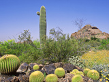 Desert Landscape & Cacti Desert Botanical Garden, Phoenix USA Photographie par Martine Mouchy