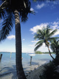 Key Biscayne, Miami, FL Fotografisk tryk af Mark Gibson
