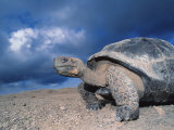 Giant Tortoise, Sunrise, Isabella Island, Galapagos Photographic Print by Mark Jones