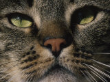 Close-up of a Tiger Striped Domestic Cat's Face Photographie par Fogstock Llc 