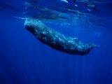 Sperm Whale, Juvenile, Portugal Photographic Print by Gerard Soury