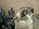 Nile Crocodile, Attacks Wildebeest, Serengeti, Tz Photographie par Victoria Stone & Mark Deeble