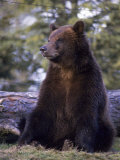 Alaska Brown Bear Photographie par John Luke