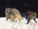 Pack of Timber Wolves (Canis Lupus) Photographic Print by Elizabeth DeLaney