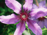 Clematis Clematis