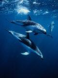 Dusky Dolphin, Peninsula Valdes, Patagonia Photographic Print by Gerard Soury