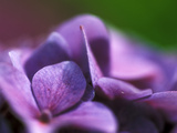 Hydrangea Macrophylla (Bouquet Rose), Close-up Photographie par Ruth Brown