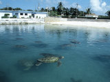 Green Sea Turtles, Turtle Farm, Grand Cayman Photographic Print by Anne Flinn Powell