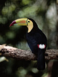 Keel Billed Toucan, Belize Zoo, Belize Photographic Print by Frank Staub