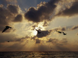 Seagulls, Sunrise, Atlantic Shore Photographic Print by Jeff Greenberg
