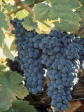 Wine Grapes, Vineyard, CA Photographic Print by Mark Gibson