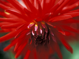 Dahlia (Bergers Record), September, Close-up of Red Flower Lámina fotográfica por Ruth Brown