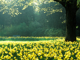 Spring Garden, Narcissus, Tree Bright Sunshine France Narcissi Paris Photographie par Martine Mouchy