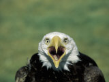 Adult Male Bald Eagle Photographic Print by Amy And Chuck Wiley/wales