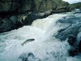 Salmon Swimming Upstream Photographic Print
