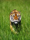 Bengal Tiger, Panthera Tigris Tigris Photographic Print by Adam Jones