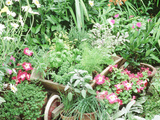 Parsley, Sage, Basil, Dill, Fennel, Tarragon, Rosemary, Chives, Thyme Oregano, Bay, Petunia Lámina fotográfica por Lynne Brotchie