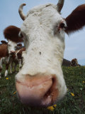 Nose of a Cow Stampa fotografica di Fogstock Llc Nose of a Cow Stampa fotografica di Fogstock Llc
