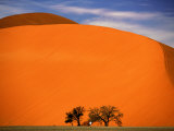Tree in the Namib Desert, Namibia Photographic Print by Walter Bibikow