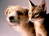 Cat and Dog Fotografie-Druck von Daniel Fort