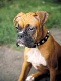 Purebreed Boxer Dog Photographie