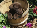 Chocolate Labrador Retriever in Basket Photographic Print by Lynn M. Stone
