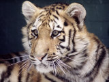 Tiger Photographic Print by Tony Ruta