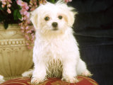 Maltese Puppy, USA Photographic Print by Alan And Sandy Carey