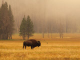 Buffalo Roaming in Field Lámina fotográfica por Fogstock Llc Buffalo Roaming in Field Lámina fotográfica por Fogstock Llc