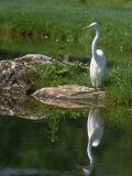 White American Egret Photographic Print by Rudi Von Briel