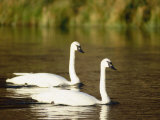 Two Trumpeter Swans, Yellowstone National Park, WY Photographic Print by Elizabeth DeLaney