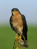 Sparrowhawk Photographic Print by Mark Hamblin