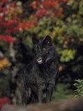 Timber Wolf, Close-up, USA Photographic Print by Mark Hamblin
