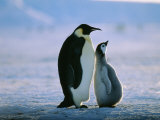Emperor Penguin, with Chick, Antarctica Lámina fotográfica por David Tipling Emperor Penguin, with Chick, Antarctica Lámina fotográfica por David Tipling