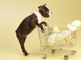 Boston Terrier Puppy Shopping for Bone Photographic Print by Fogstock Llc 