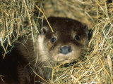 Otter in Straw, Aylesbury, UK Photographic Print by Les Stocker