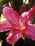 Rhododendron Maxwelii (Azalea), Close-up of Bright Pink Flower Lámina fotográfica por Mark Bolton Rhododendron Maxwelii (Azalea), Close-up of Bright Pink Flower Lámina fotográfica por Mark Bolton