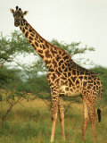 Giraffe, Ngorongoro Crater, Africa Photographie par Keith Levit